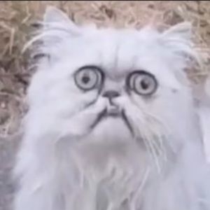 Meet your Posher, Destiny